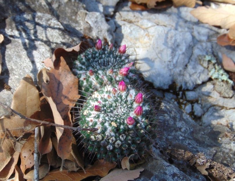  - Mammillaria Orcuttii