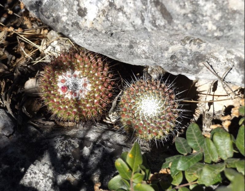  - Mammillaria Orcuttii