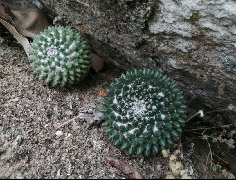  - Mammillaria Orcuttii