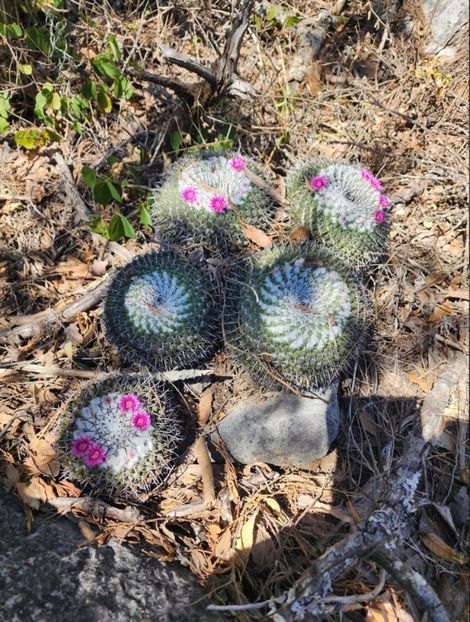  - Mammillaria Orcuttii