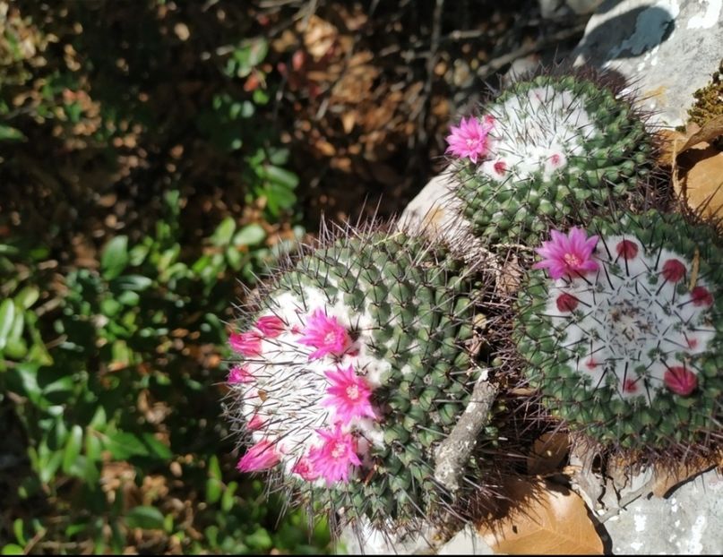  - Mammillaria Orcuttii