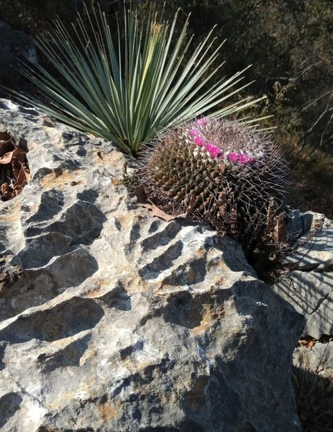  - Mammillaria Orcuttii