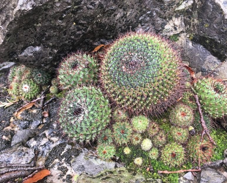  - Mammillaria Orcuttii