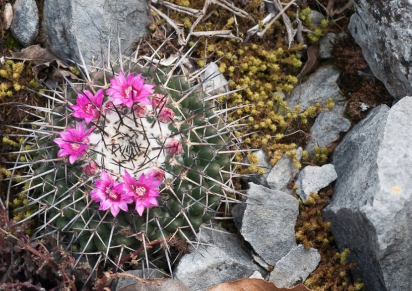  - Mammillaria Orcuttii