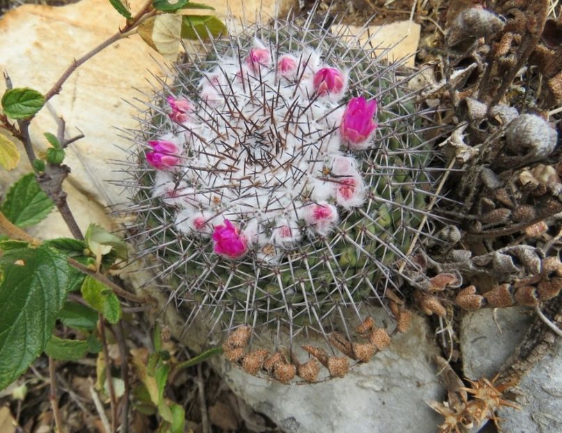  - Mammillaria Orcuttii