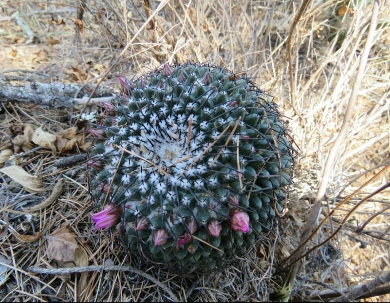  - Mammillaria Orcuttii