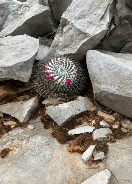  - Mammillaria Orcuttii