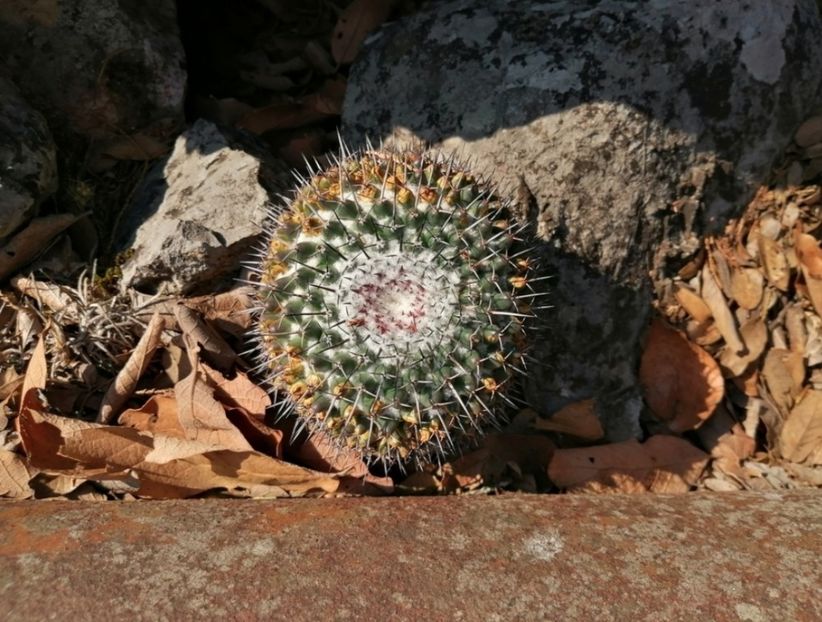  - Mammillaria Orcuttii