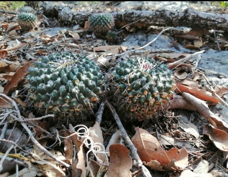  - Mammillaria Orcuttii