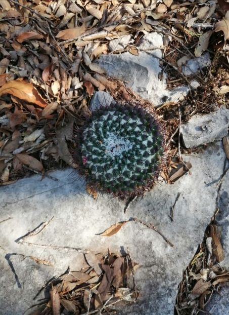  - Mammillaria Orcuttii