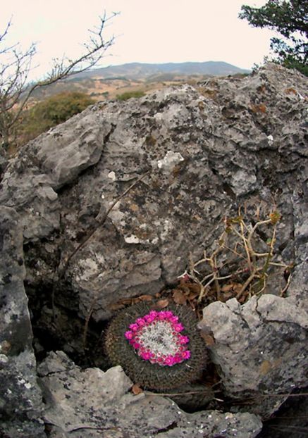  - Mammillaria Orcuttii