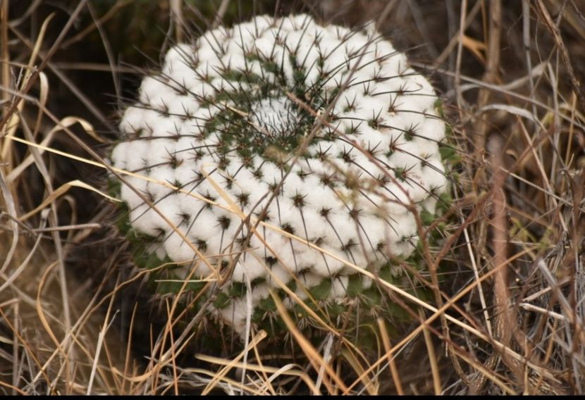  - Mammillaria Orcuttii
