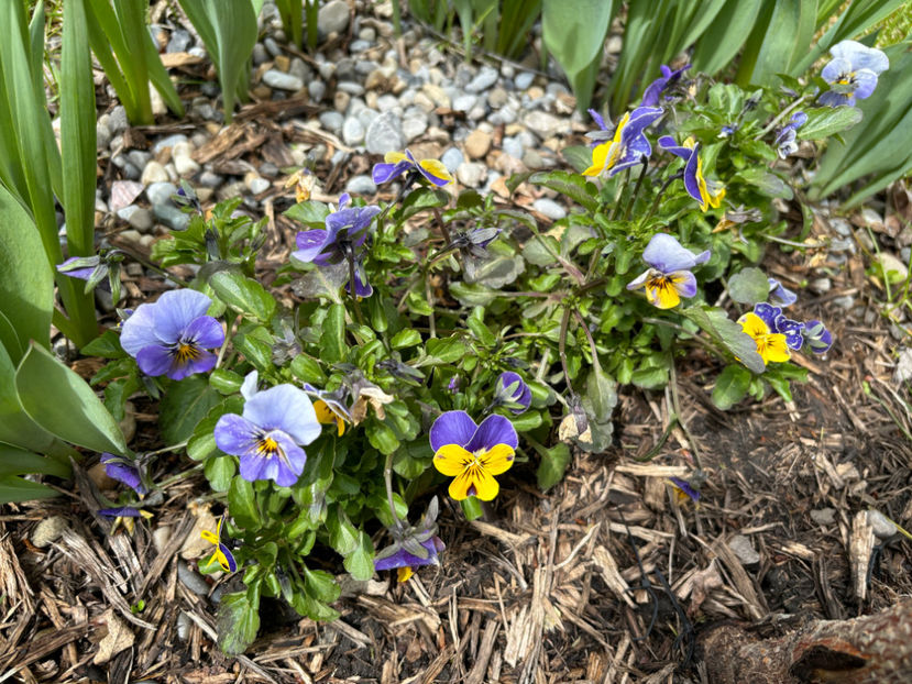  - Jurnalul gradinii 2024