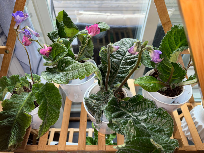  - Plante de interior 2024