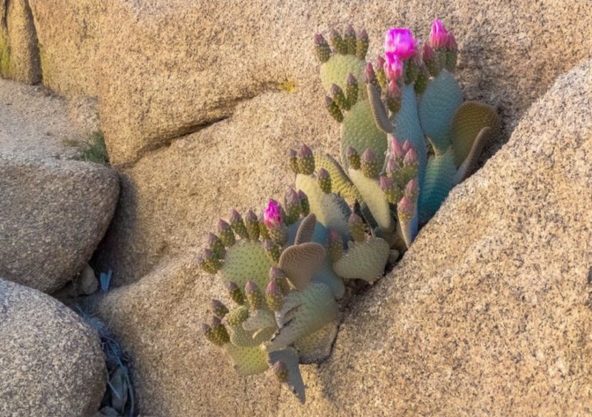  - Opuntia Basilaris