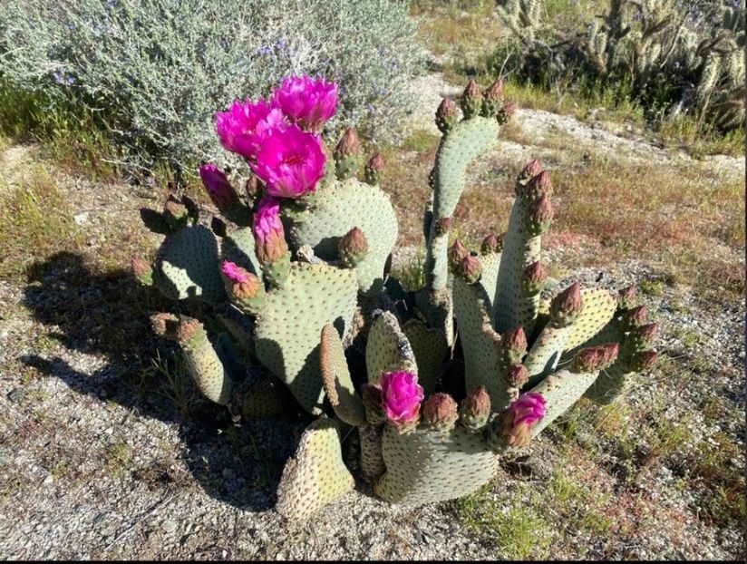  - Opuntia Basilaris
