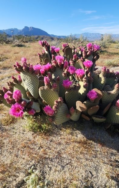  - Opuntia Basilaris