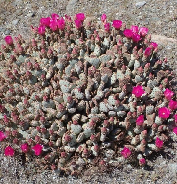  - Opuntia Basilaris