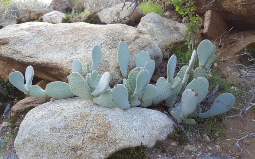  - Opuntia Basilaris
