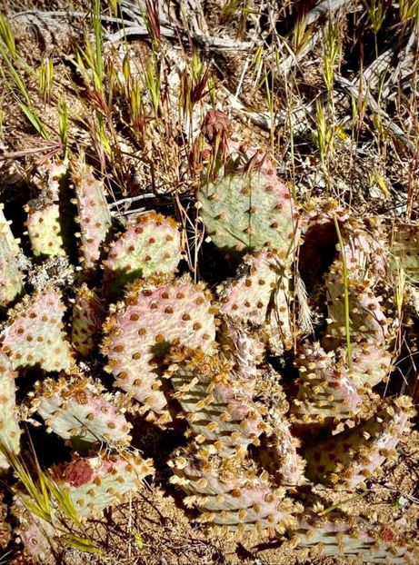  - Opuntia Basilaris
