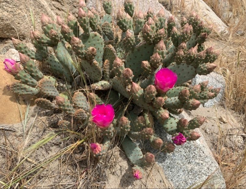  - Opuntia Basilaris