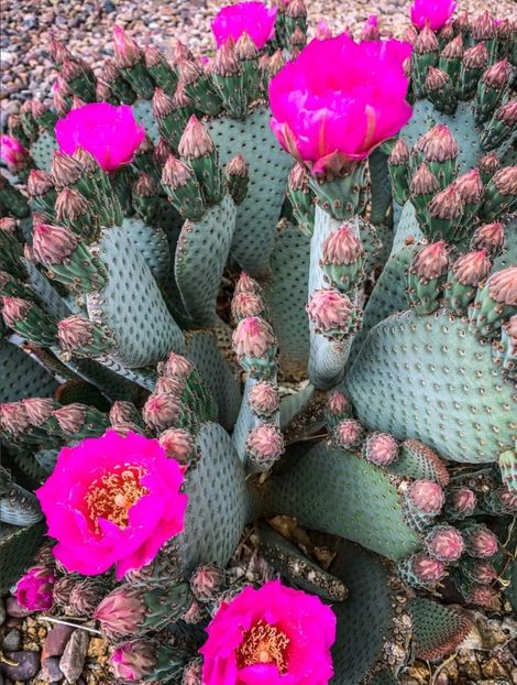  - Opuntia Basilaris