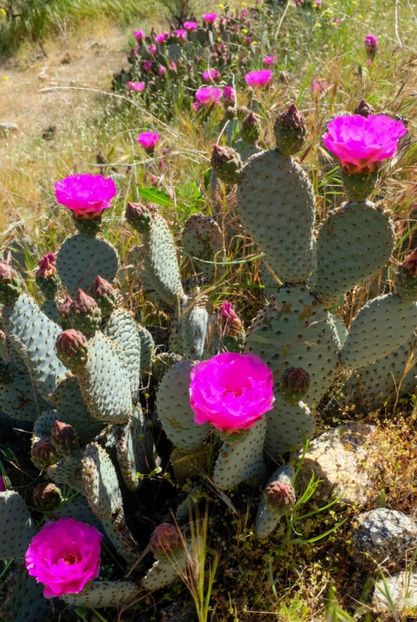  - Opuntia Basilaris