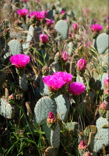  - Opuntia Basilaris