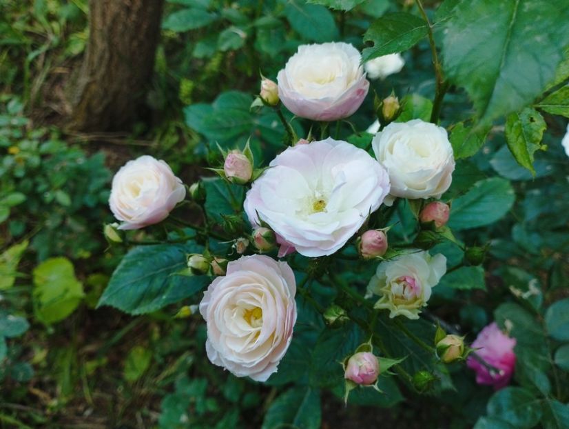  - Bouquet parfait