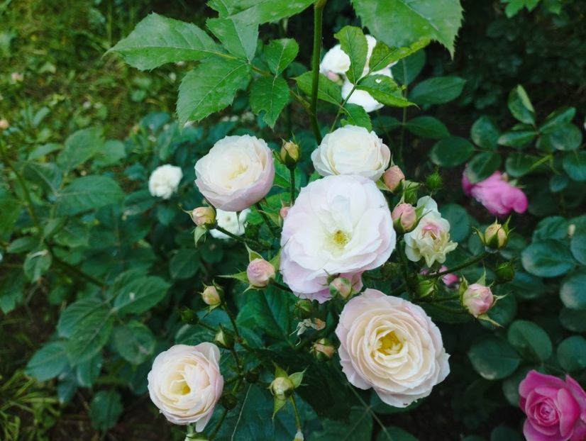  - Bouquet parfait