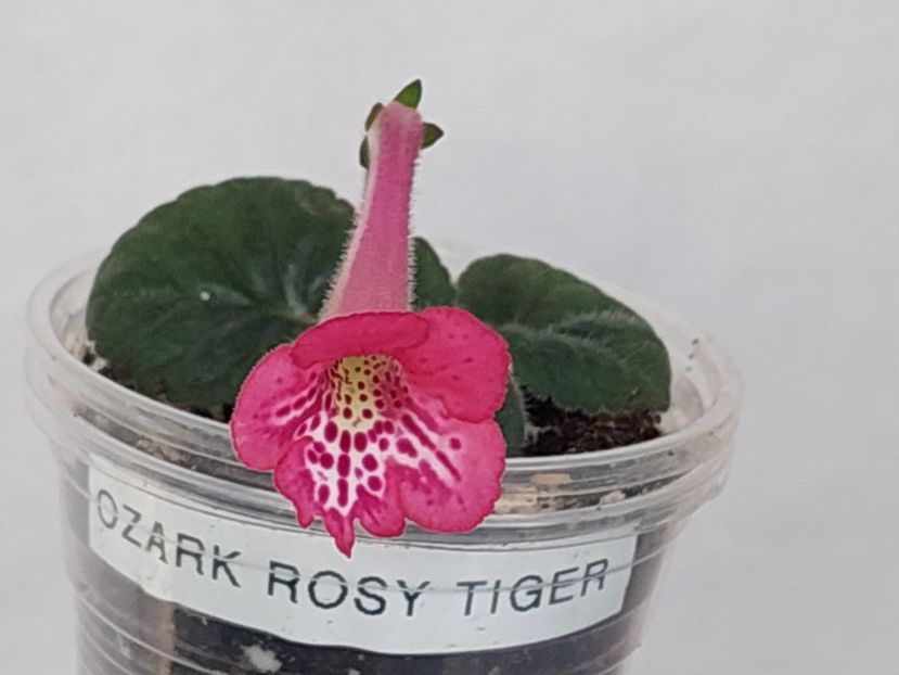 Ozark Rosy Tiger (24-05-2024) - Sinningii 2024