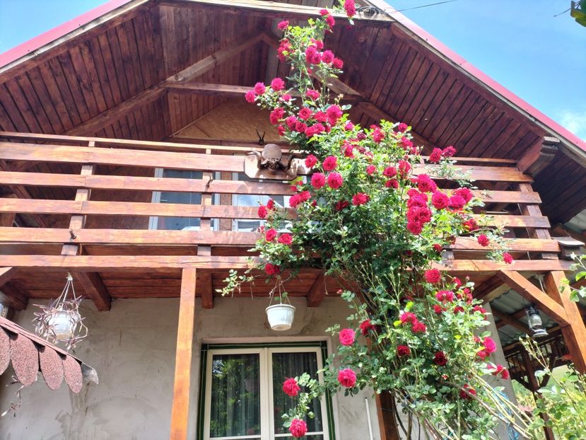 IMG20240523142550 - Primăvară 2024