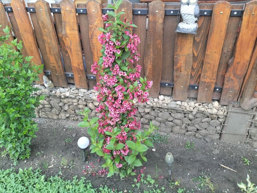 IMG20240523092017 - Primăvară 2024