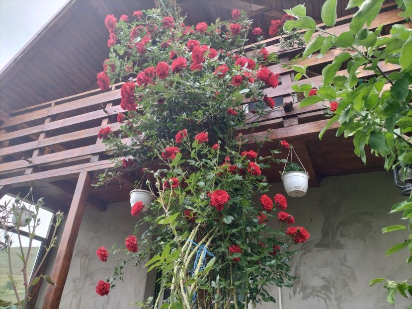 IMG20240523091922 - Primăvară 2024