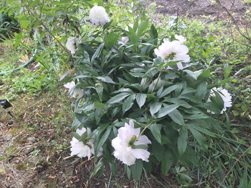 IMG20240523091723 - Primăvară 2024