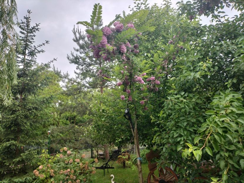 IMG20240523091705 - Primăvară 2024