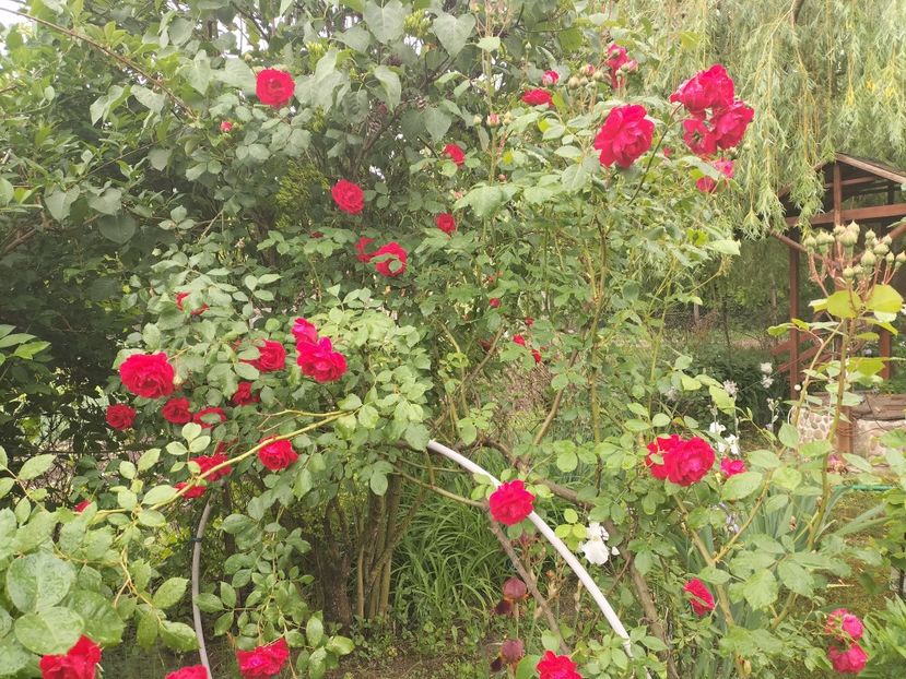 IMG20240523091652 - Primăvară 2024