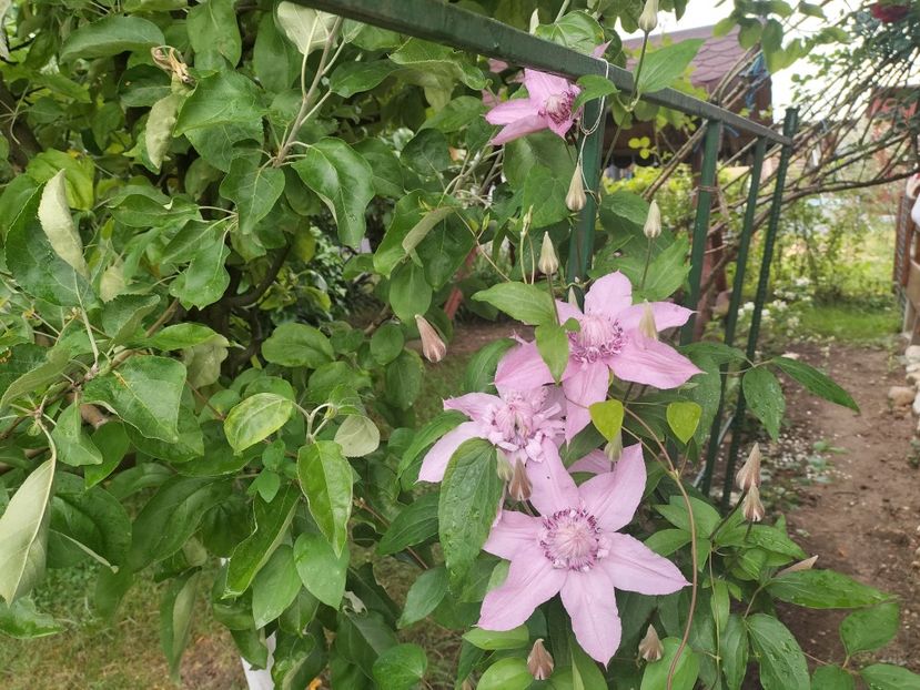 IMG20240523091627 - Primăvară 2024