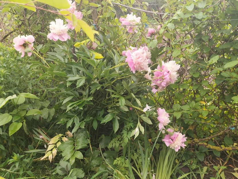 IMG20240523091613 - Primăvară 2024