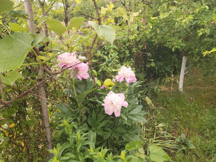 IMG20240523091552 - Primăvară 2024