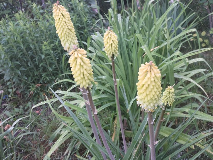 IMG20240523091541 - Primăvară 2024