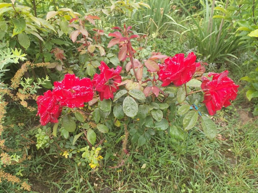 IMG20240523091532 - Primăvară 2024