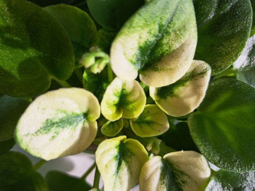  - Violeta Ramblin Silver