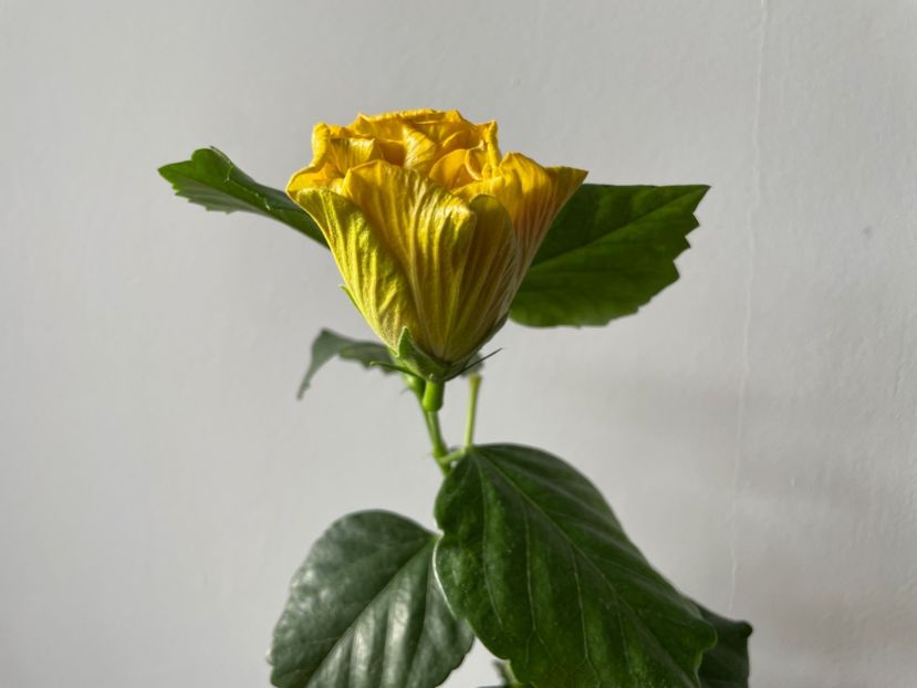  - Chi s garden Forest Rhapsody