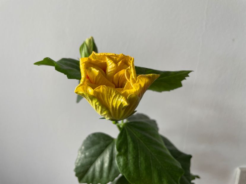  - Chi s garden Forest Rhapsody