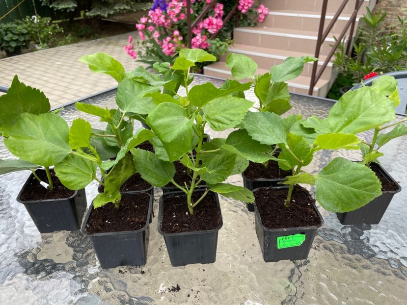  - 001 - Hibiscusi 2024 - 1