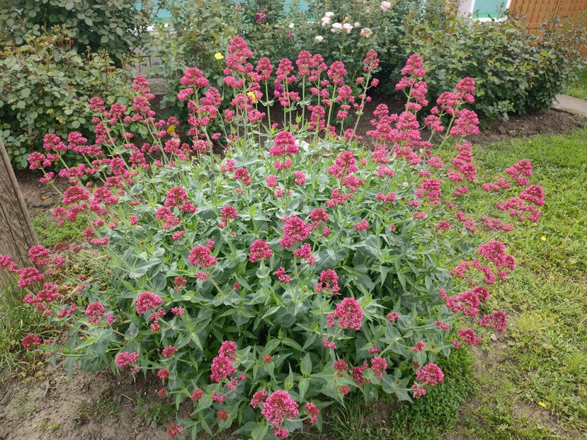  - Centranthus ruber red