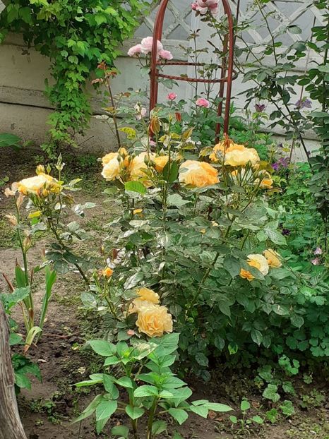  - 01 TRANDAFIRI 2024