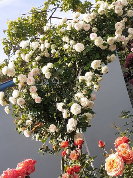  - 01 TRANDAFIRI 2024