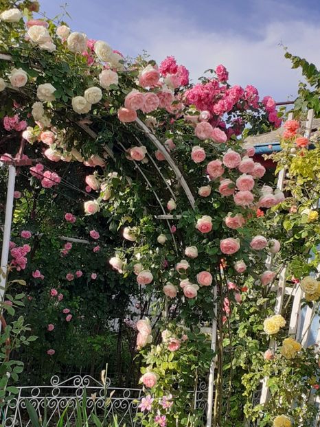  - 01 TRANDAFIRI 2024